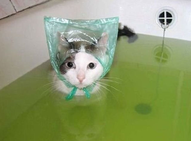 Кошка в ванной с пакетом на голове